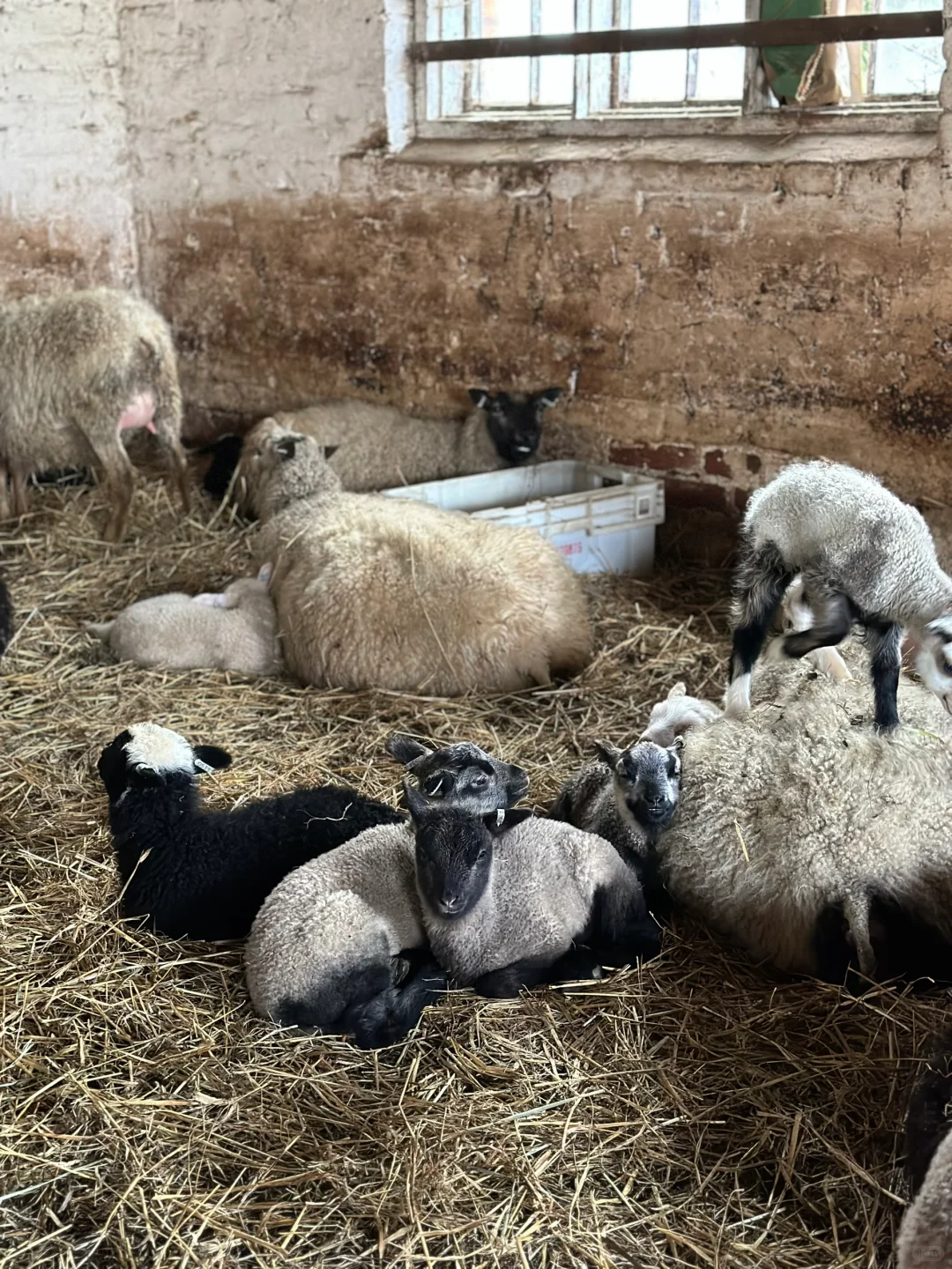 #ʵϰ#̬lambing season