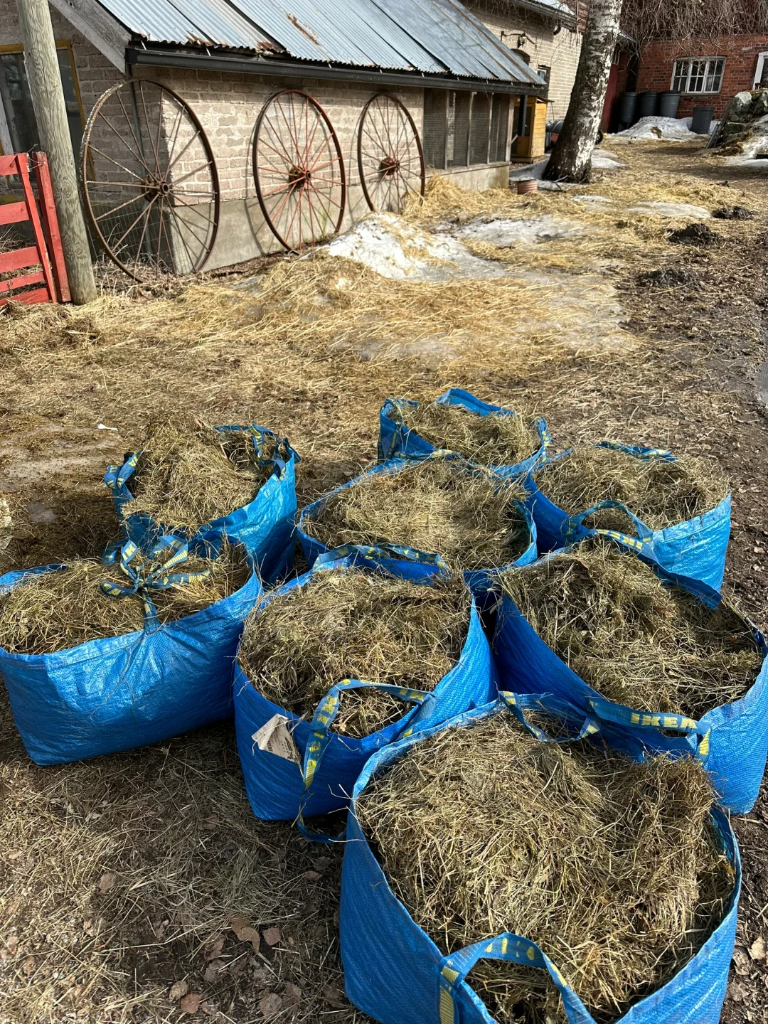 #ʵϰ#̬lambing season