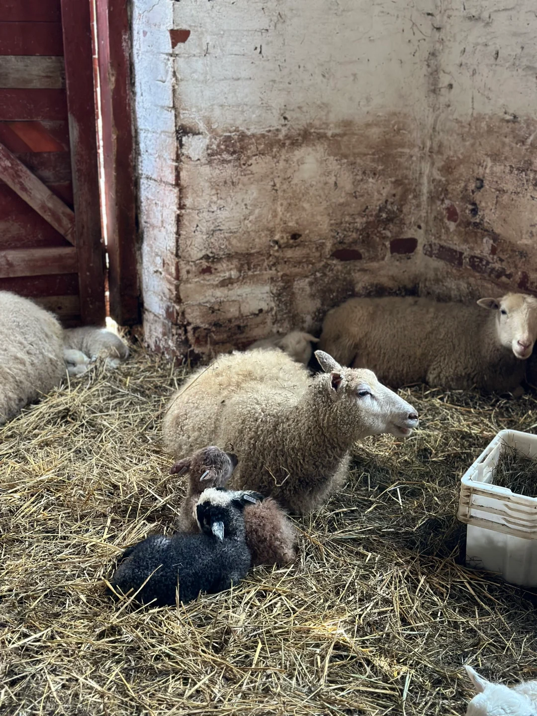 #ʵϰ#̬lambing season