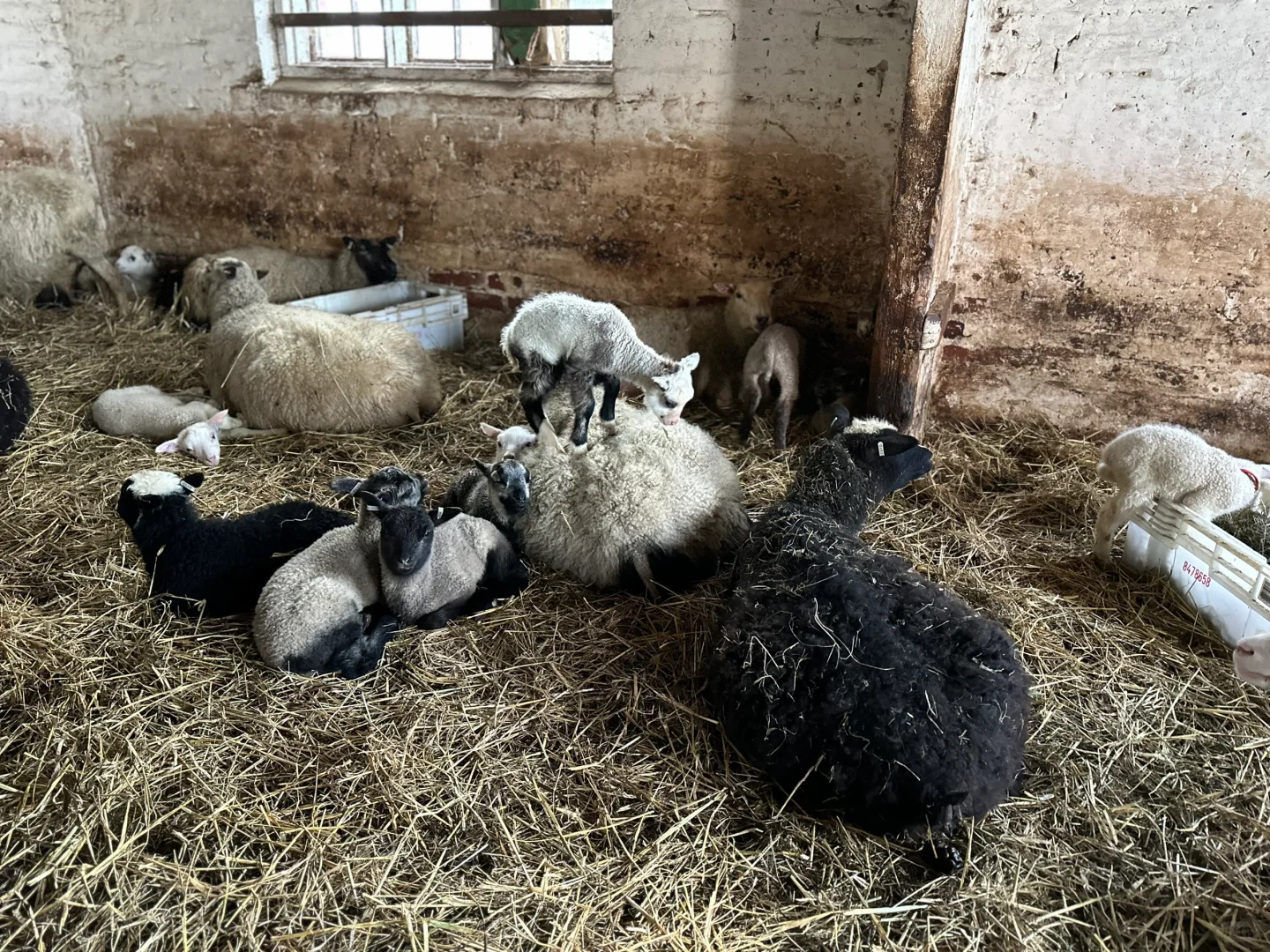 #ʵϰ#̬lambing season