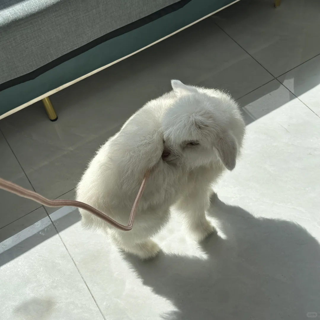 Ҿ˵һ