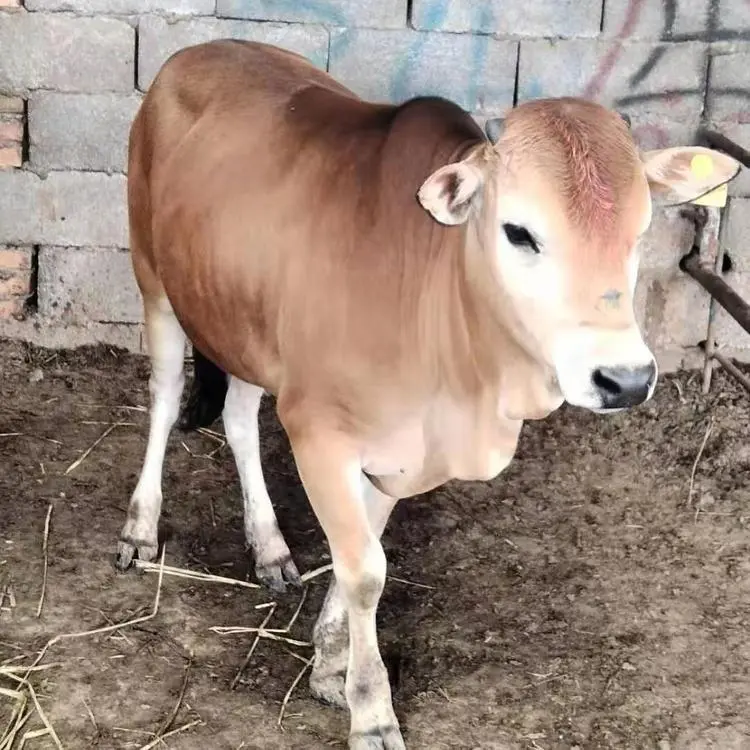 Сţ۸