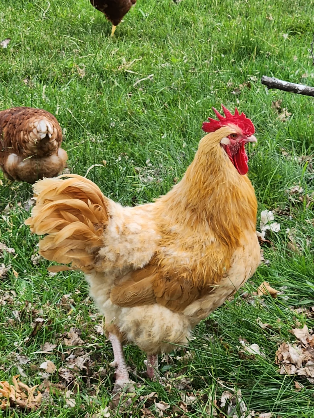 ļ