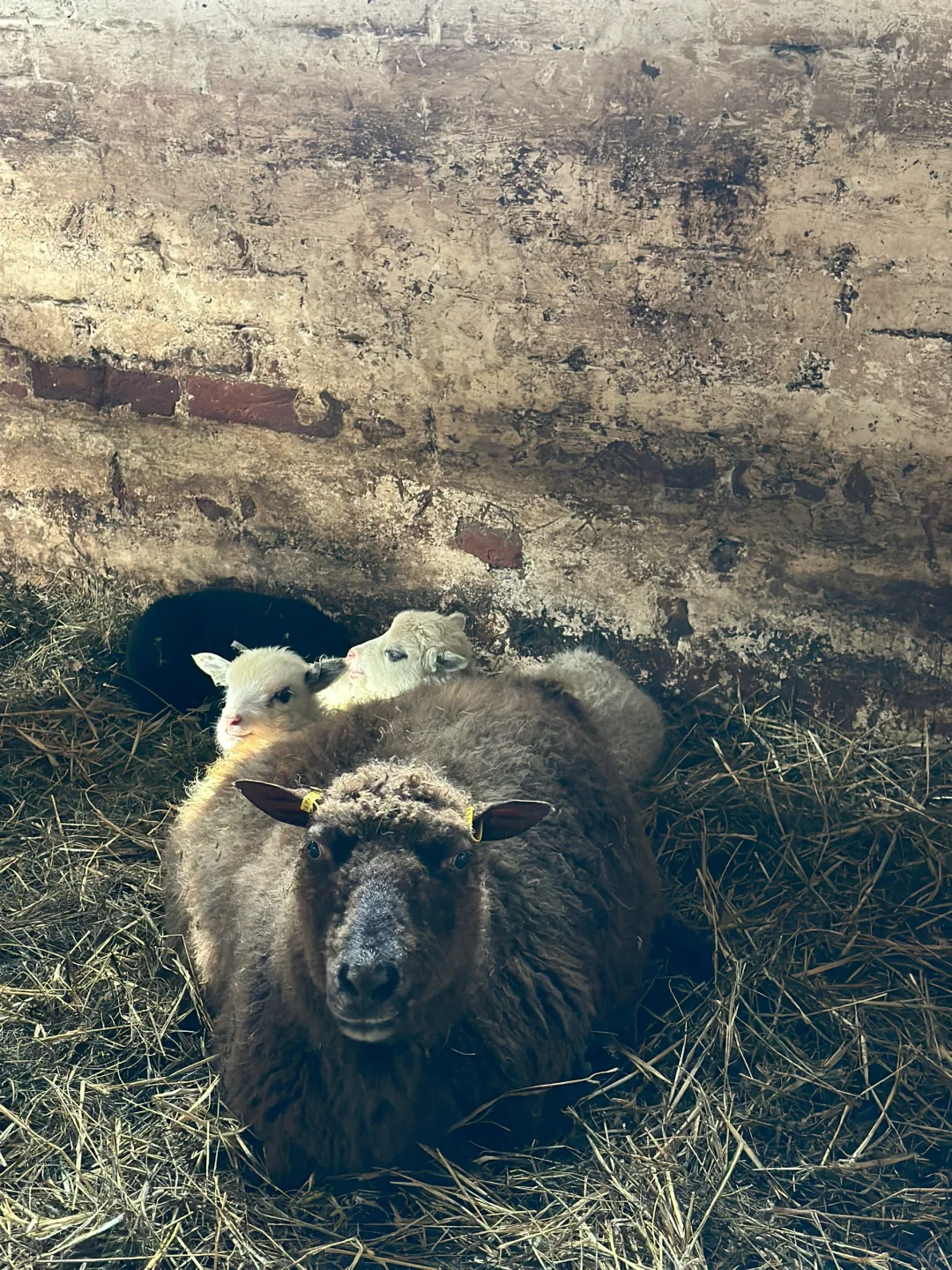 #ʵϰ#̬lambing season