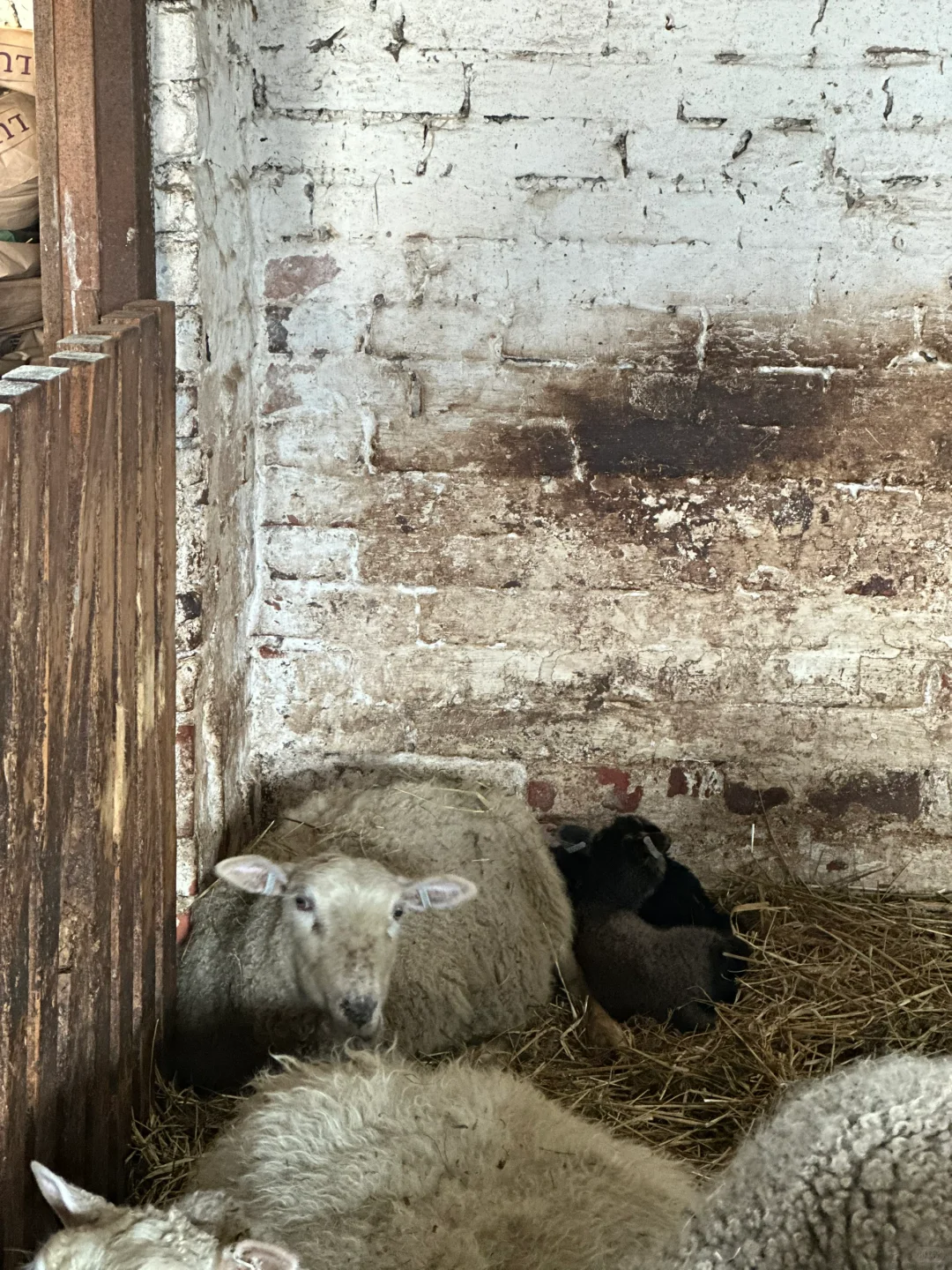 #ʵϰ#̬lambing season