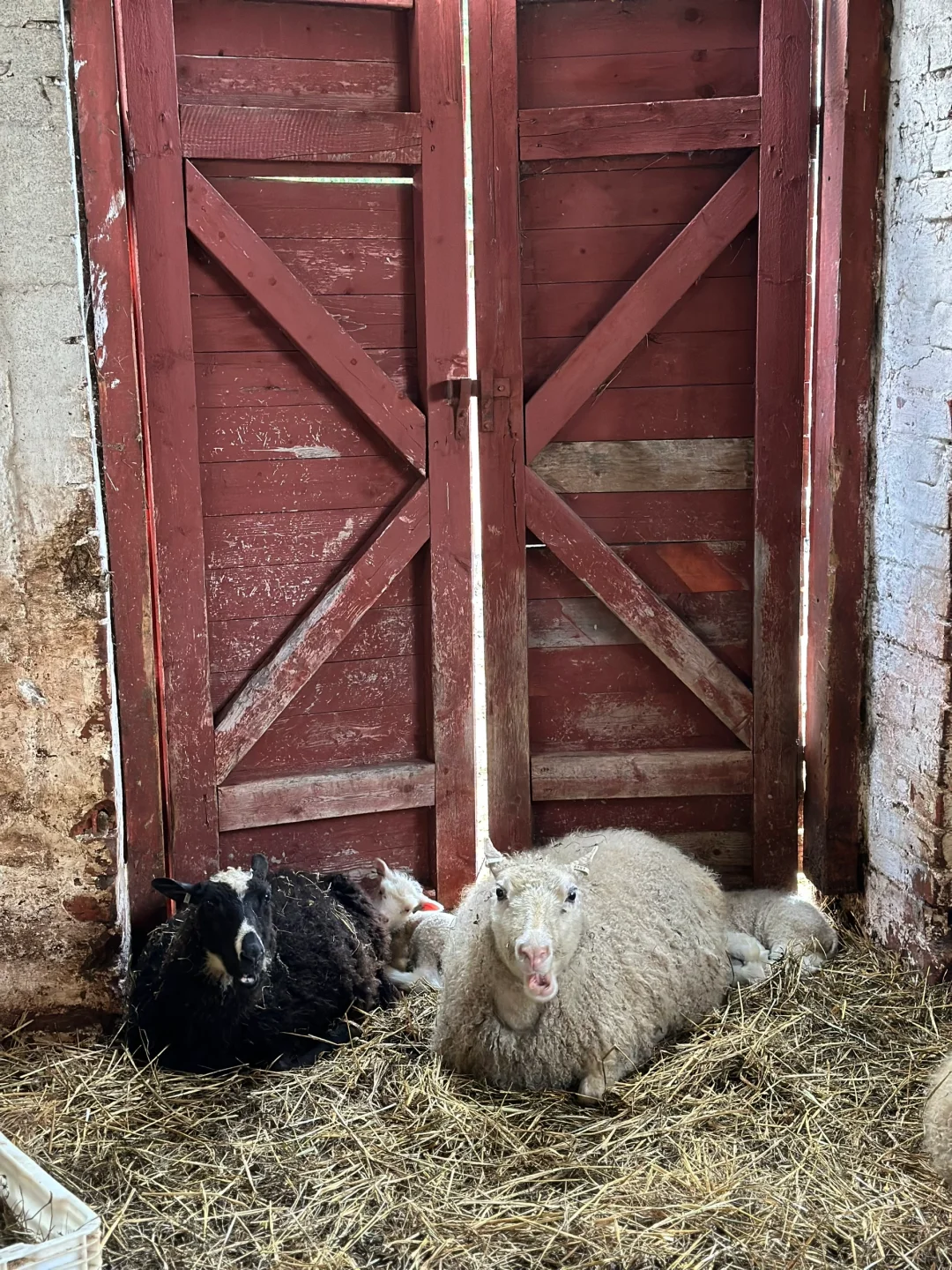 #ʵϰ#̬lambing season