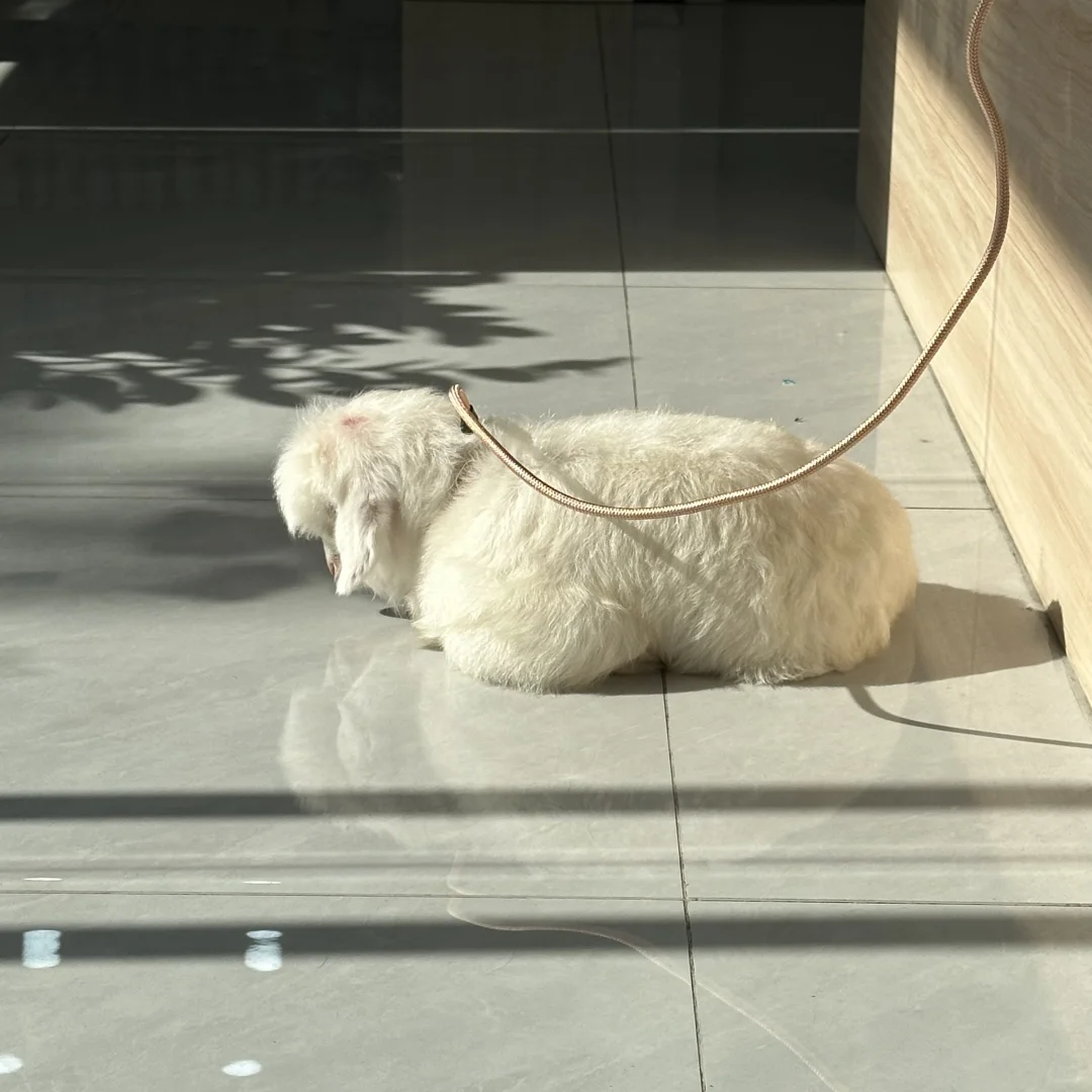 Ҿ˵һ