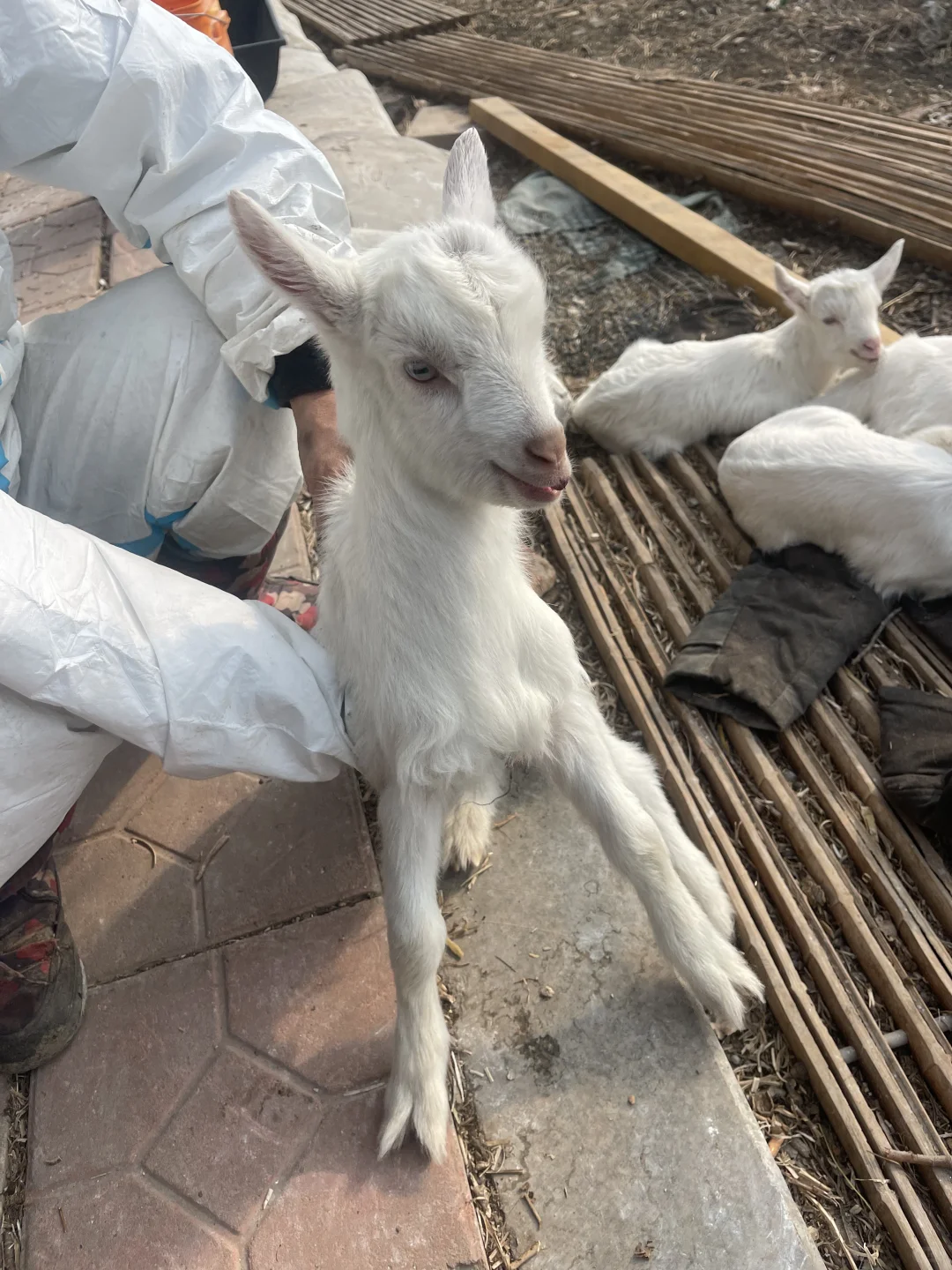 冻奶发货看看长腿宝宝和我家睡羊犬