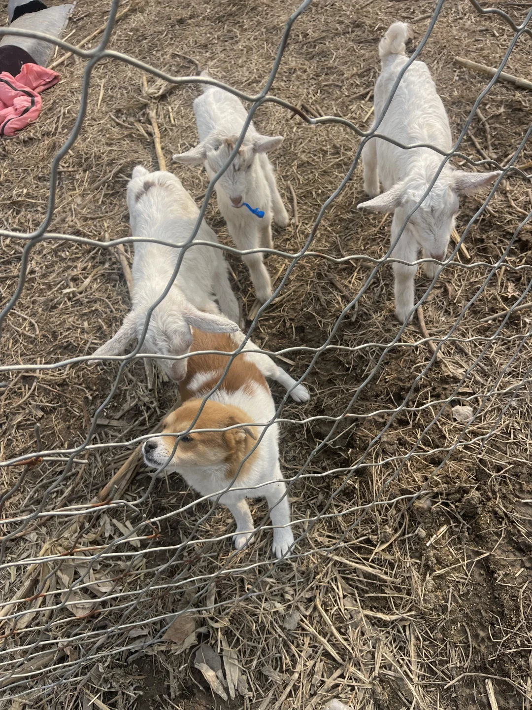 冻奶发货看看长腿宝宝和我家睡羊犬