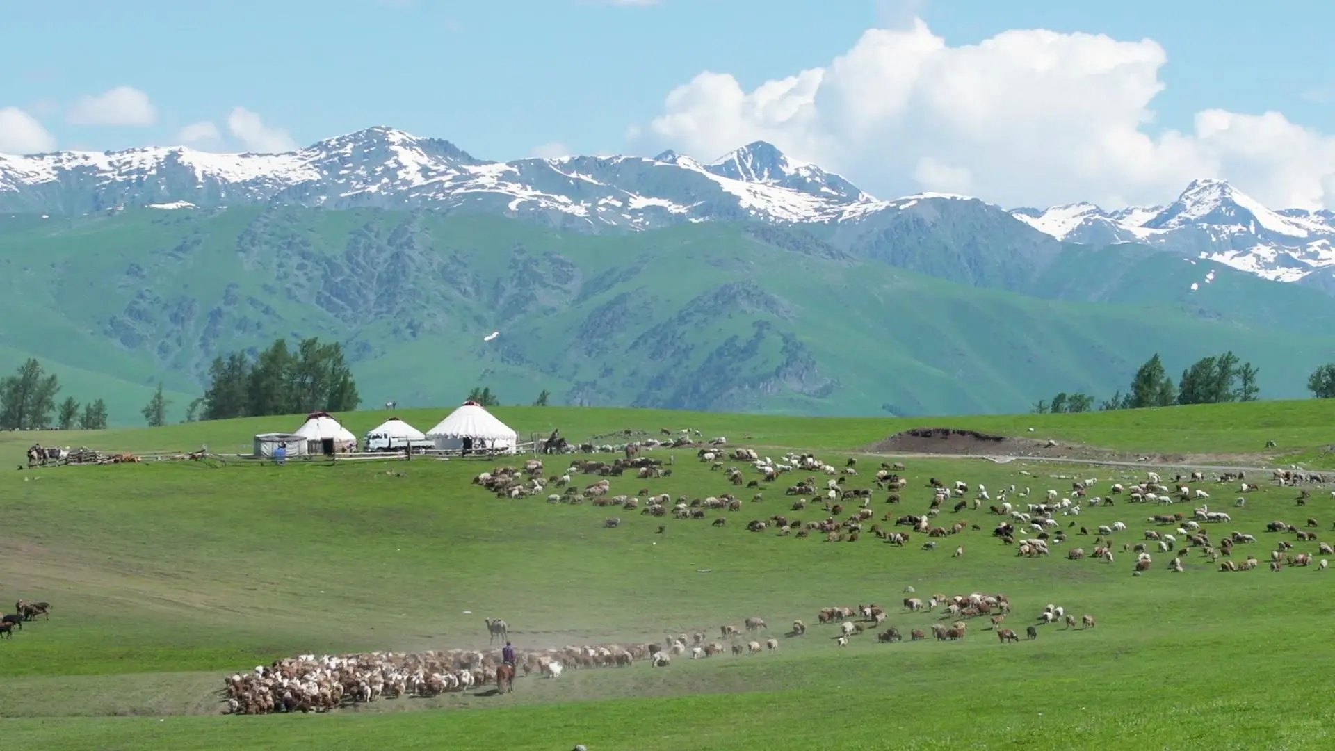 ڳԵζ
