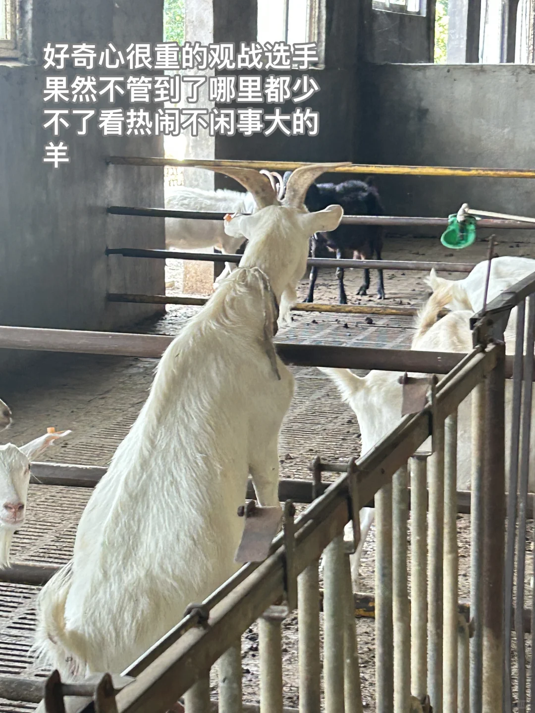 ˣ̵Щֵֹճ