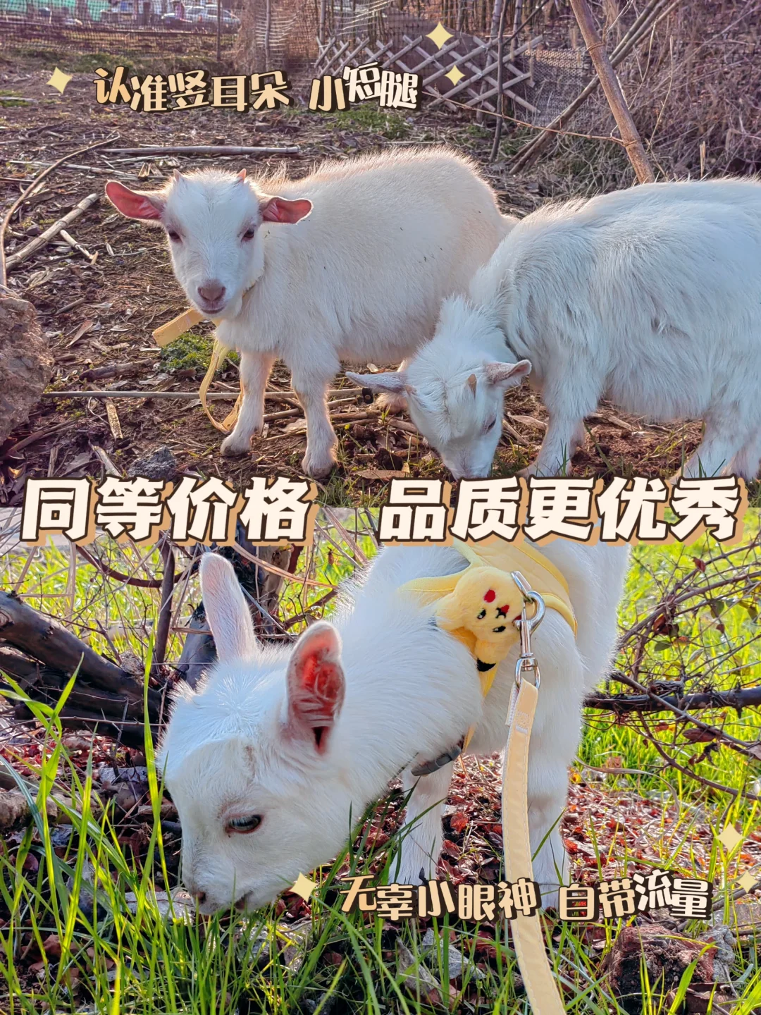 宠物羊没那么贵,只是你没找对真正的批发基