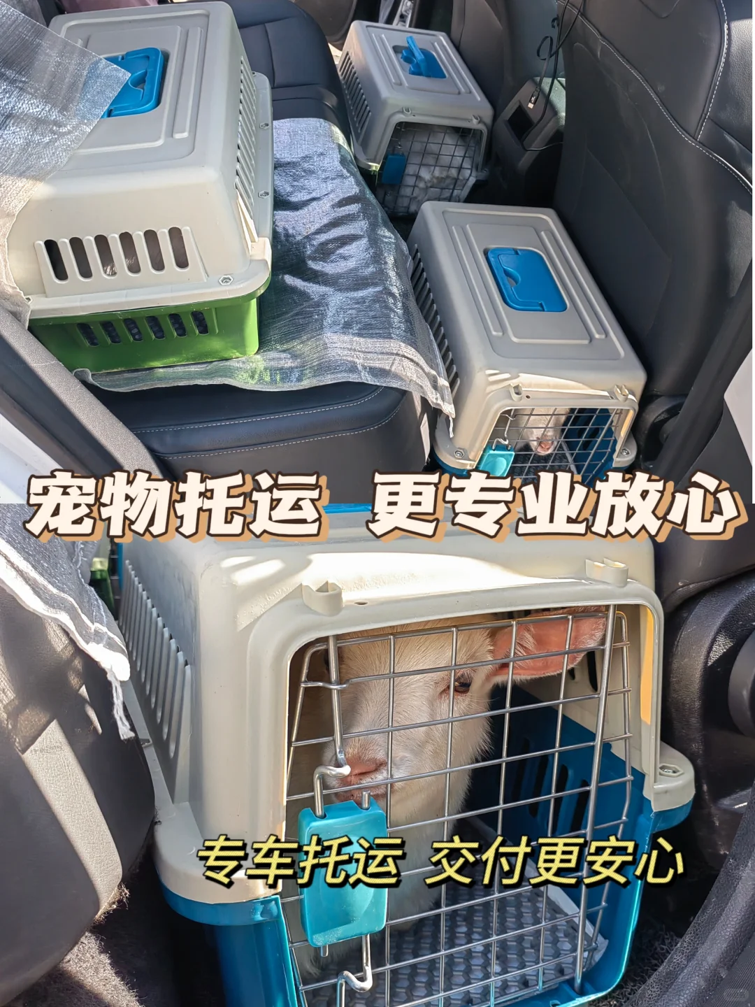 宠物羊没那么贵,只是你没找对真正的批发基
