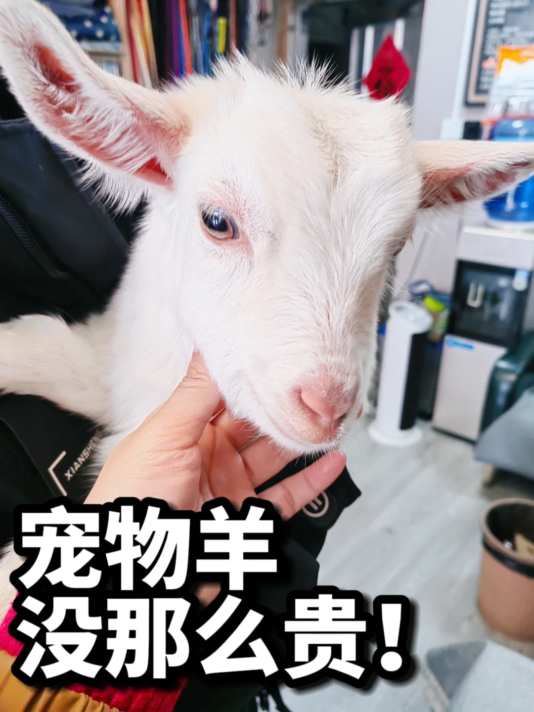 宠物羊没那么贵,只是你没找对真正的批发基