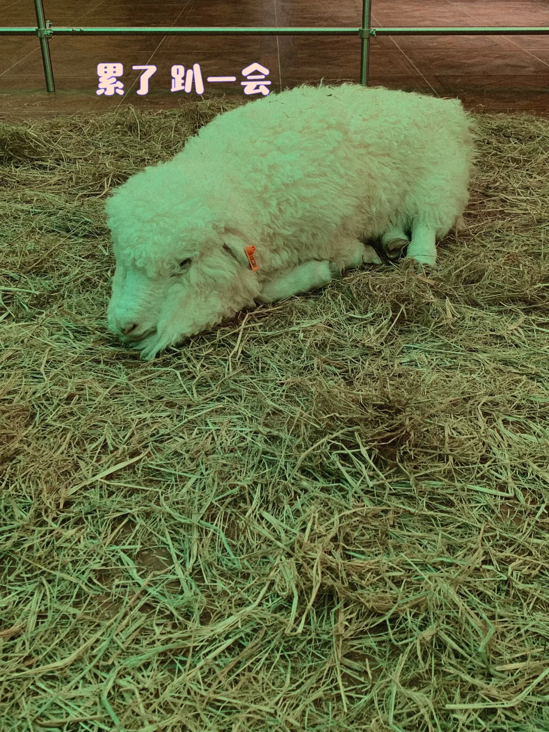䳡װڳ???
