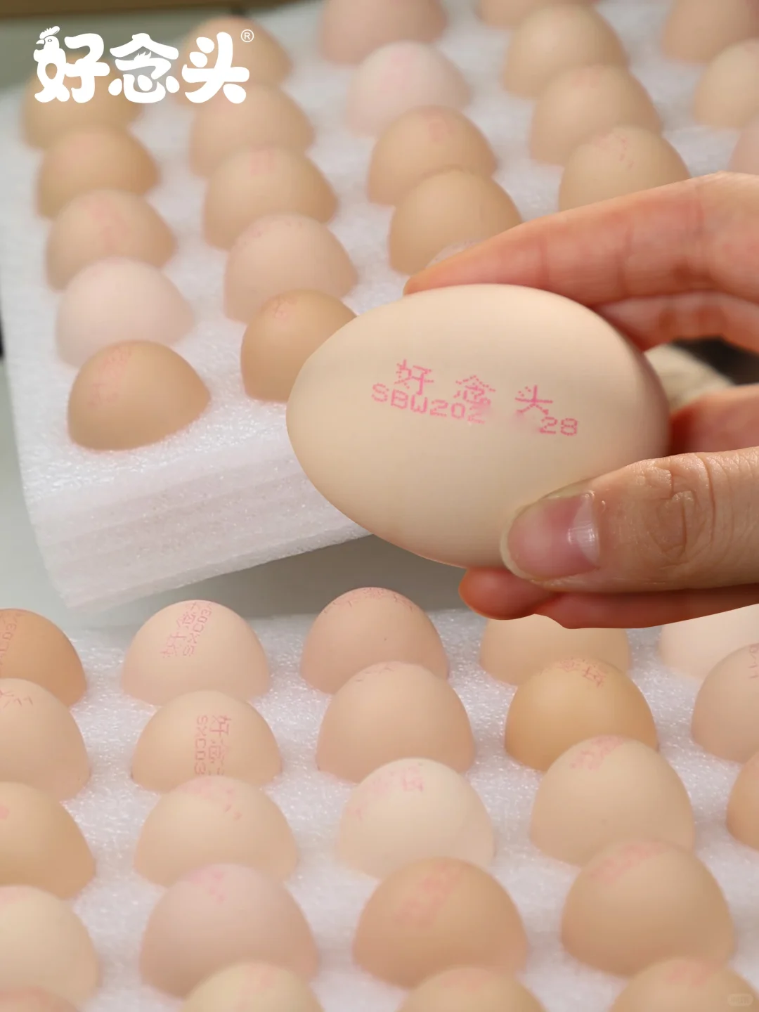 ţ?˳?ʳڼ¸??