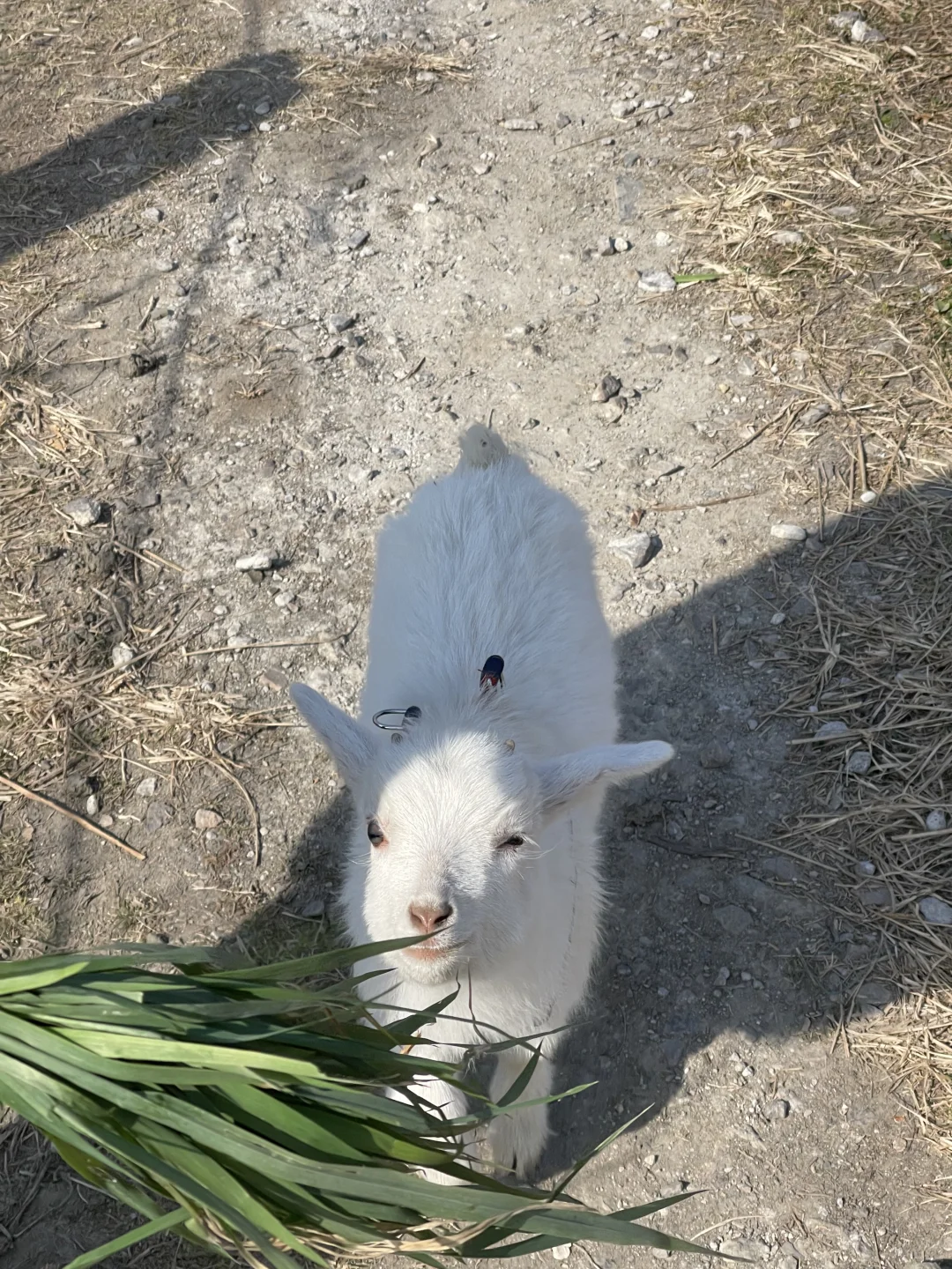 СȰȵ