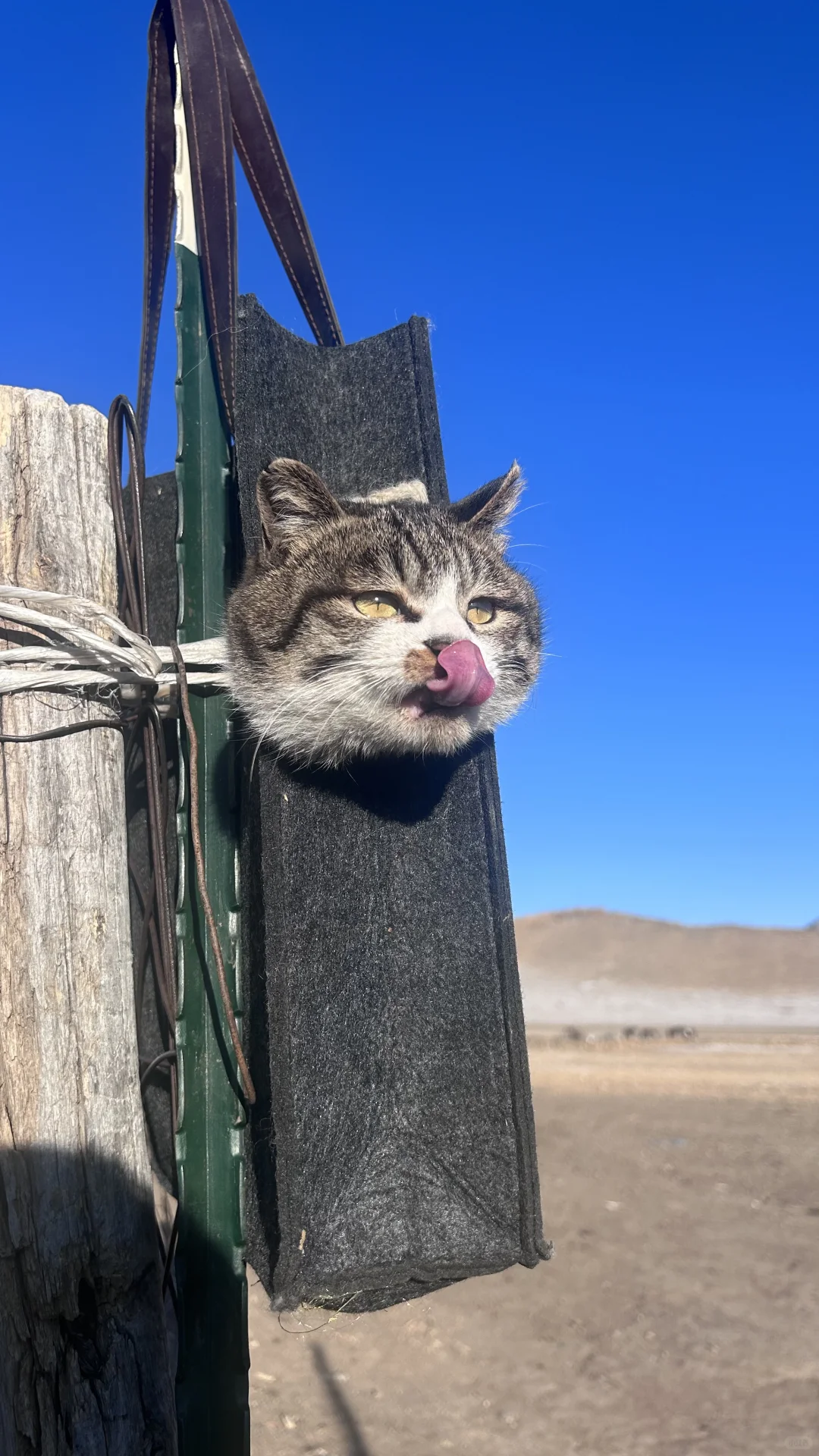 ϼ('?')