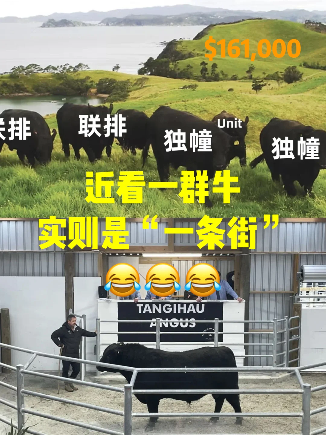 һͷţ16ũˣ