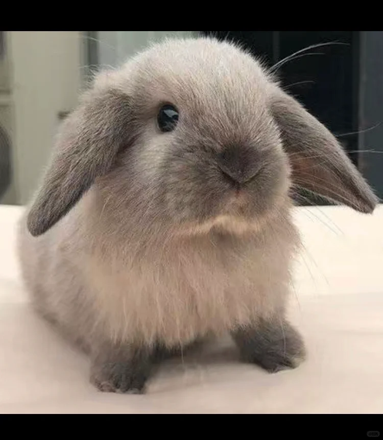 ΪʲôӱȺ