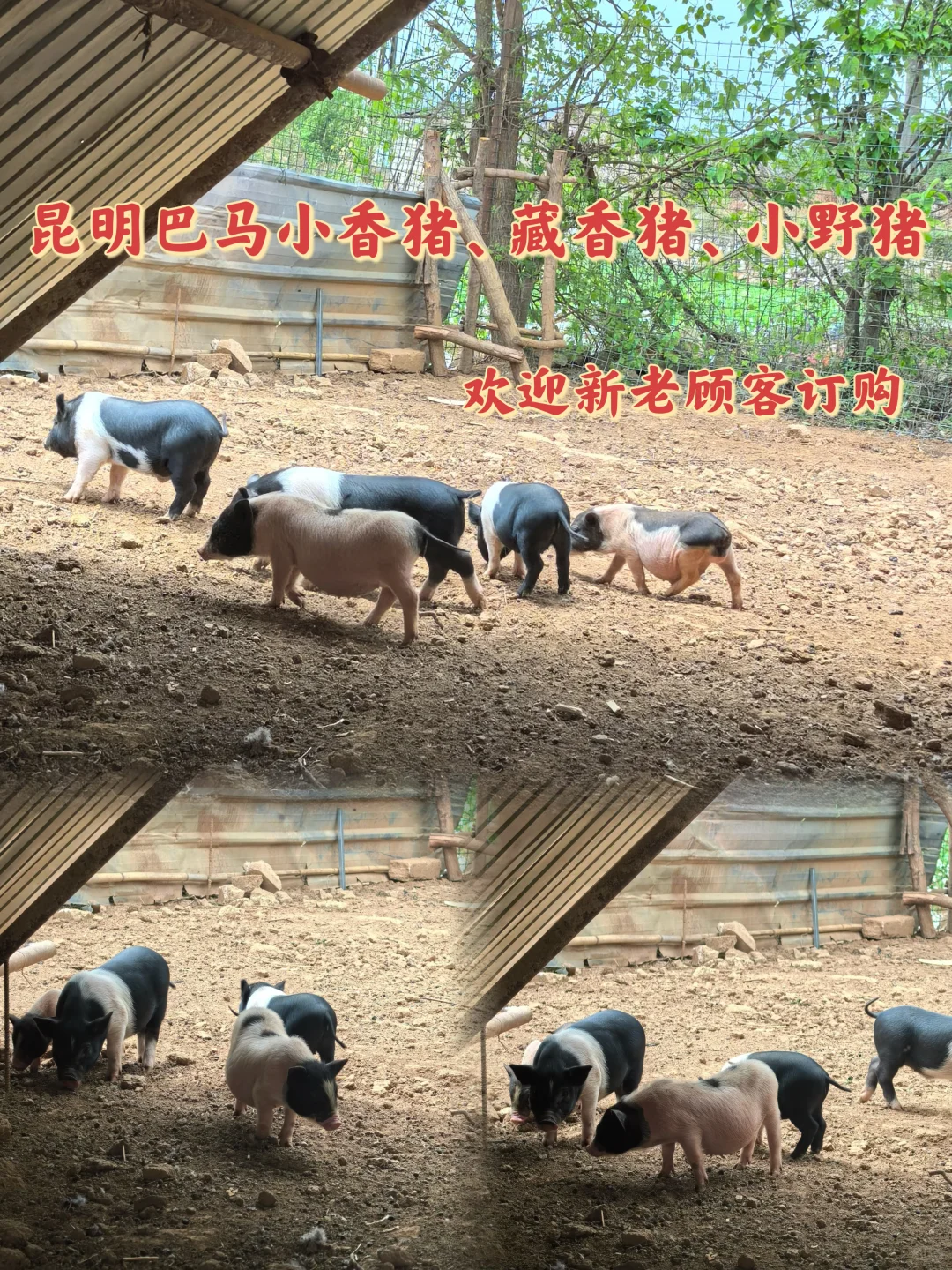 ?СǮһֱֻؿ۸ָ