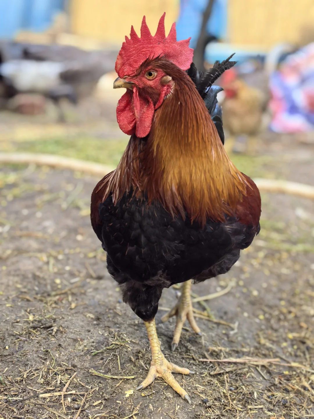 ʫũ 94 Ǽʳ¯д漯