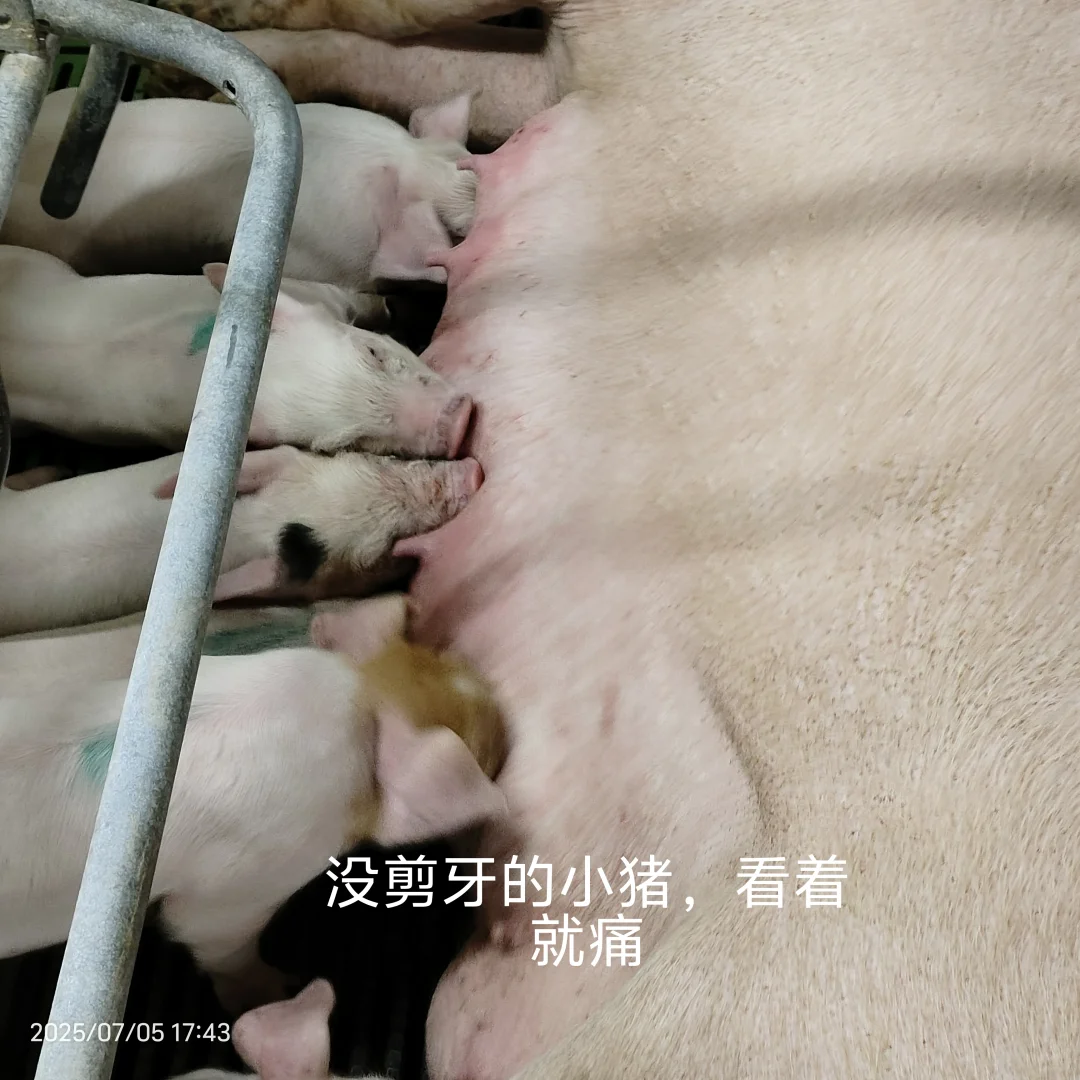 ѧ´ ҽͶѧ