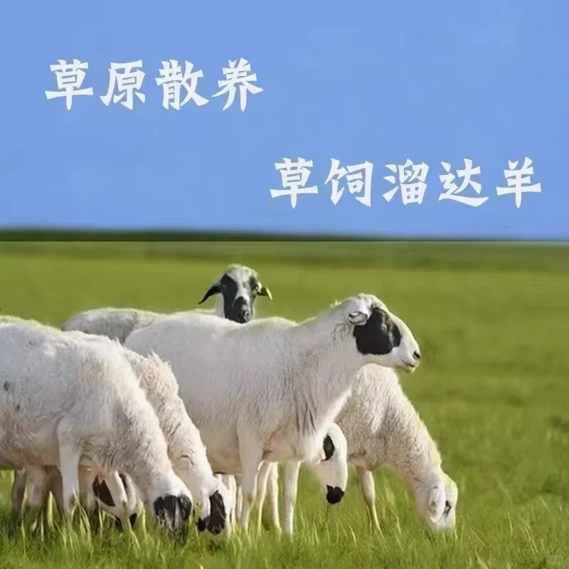 ԭɢȫ304050