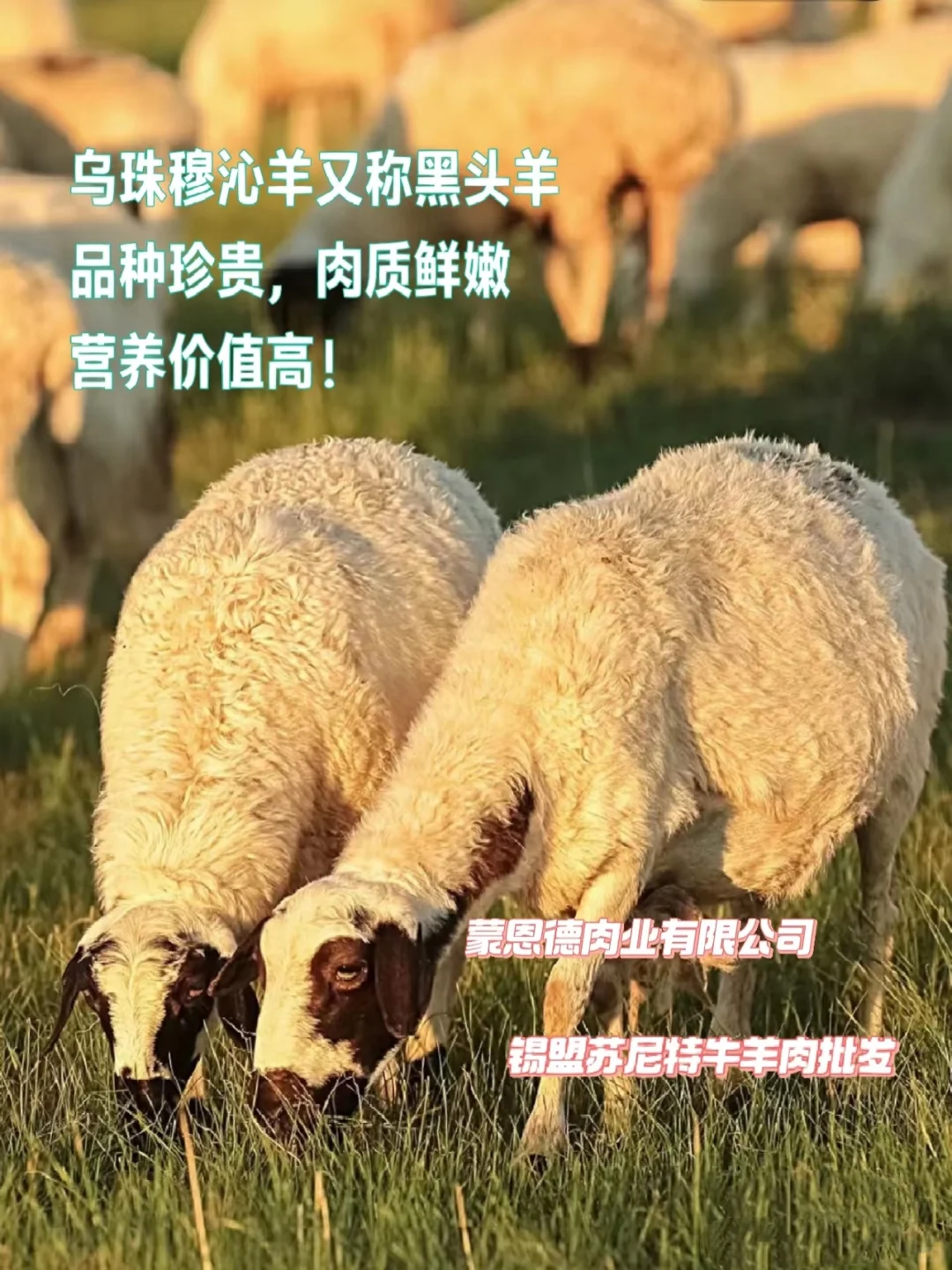 ˲ԭţ⣬ţۼ۸