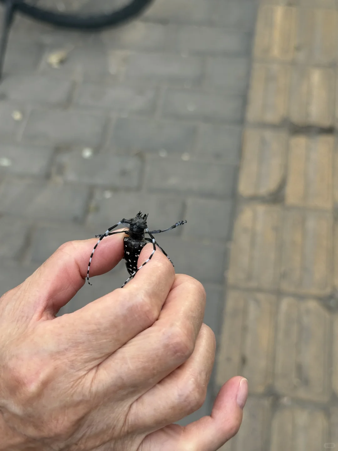 Ůײ