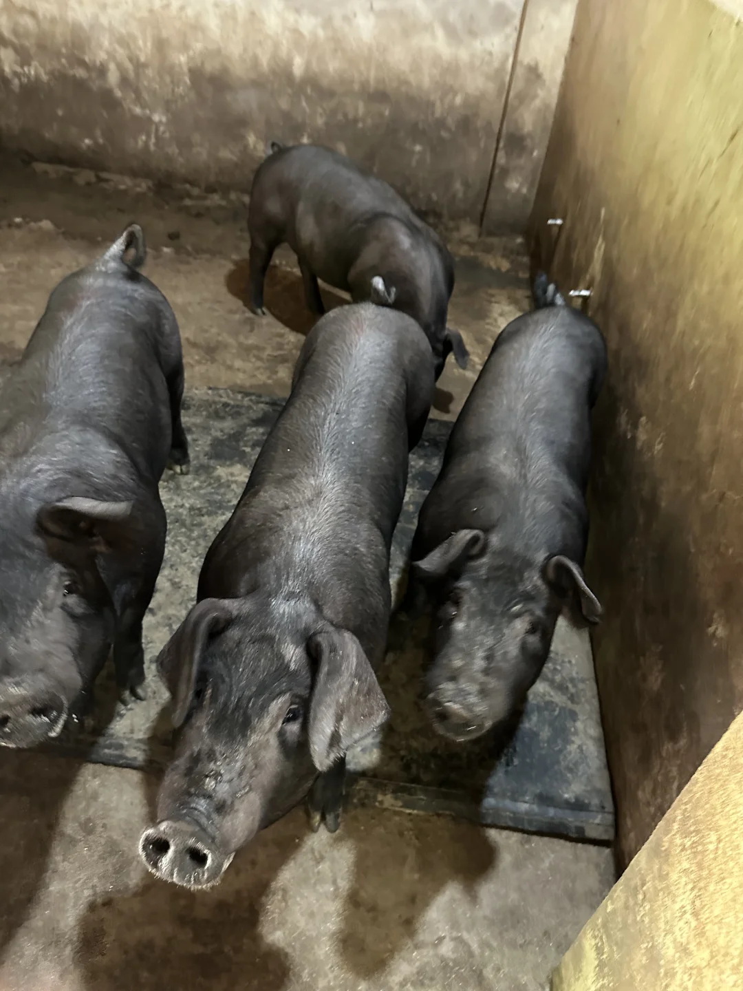 因为土猪肉肥给我差评太冤枉了