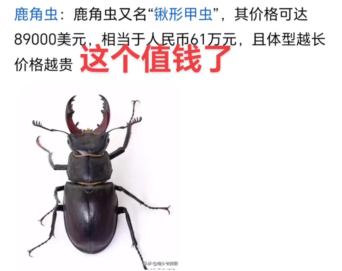¹ǳ棬ֵǮˣ