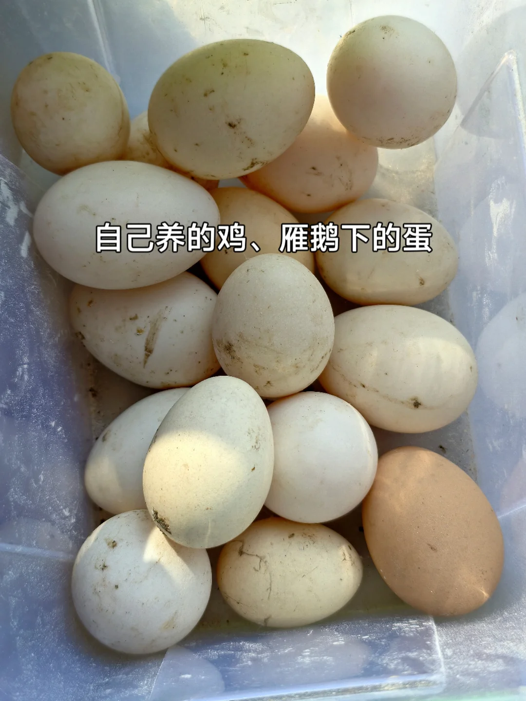 ڴǾĸɢ