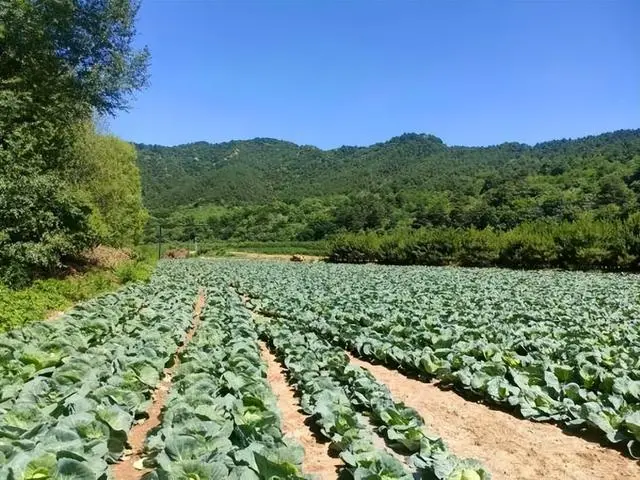 ԪֳĿũ׬10