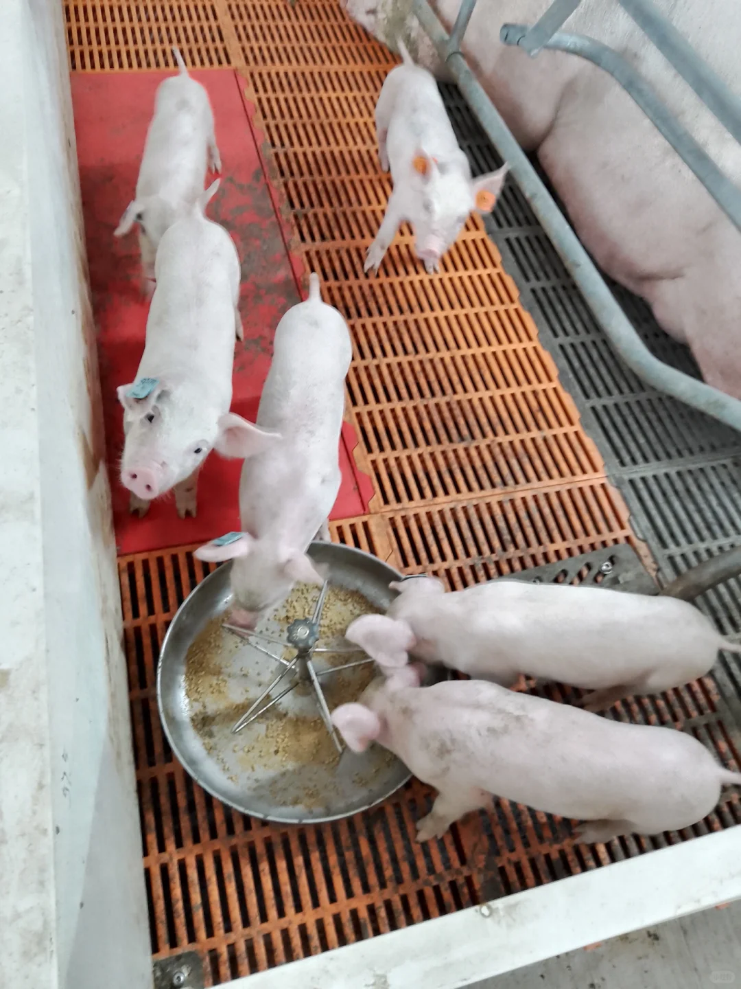 4죺