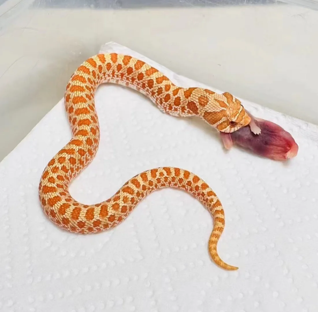 ??۸