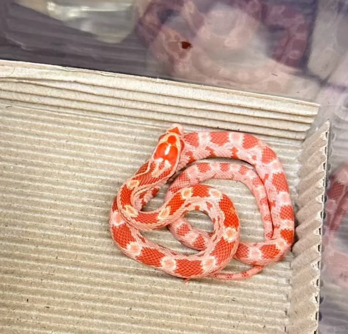 ??۸