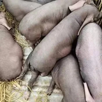 ɽ۸