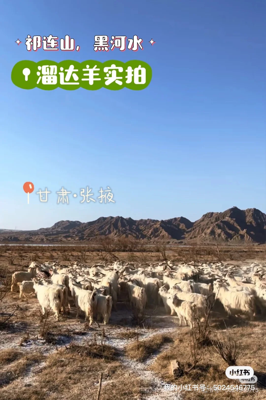 认养一只羊开启云养宠!你怎么还没领到