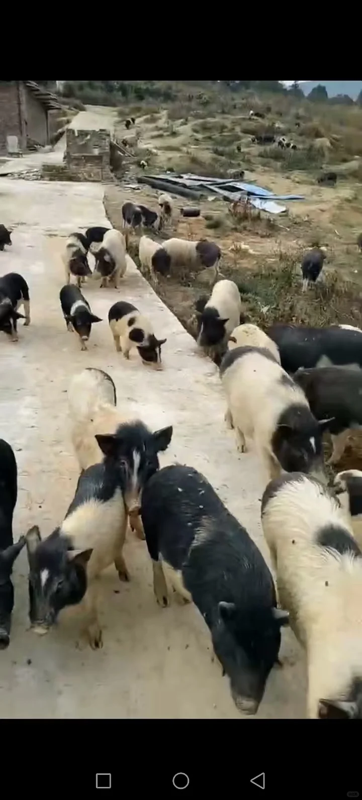 ڳë