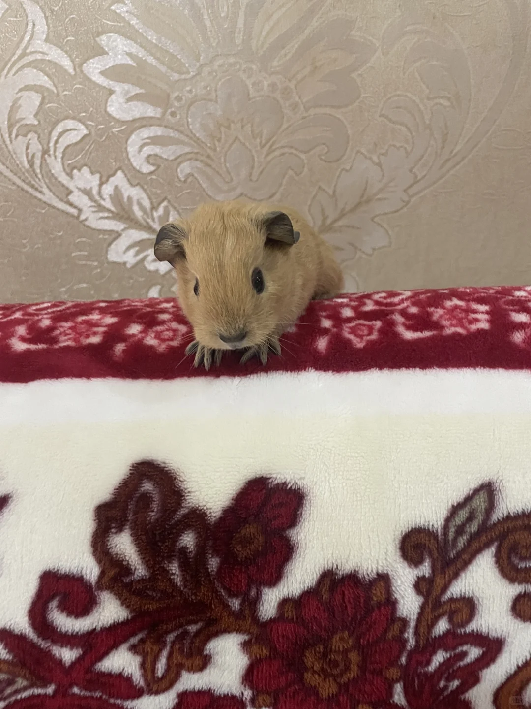 ݺǶ?οһ