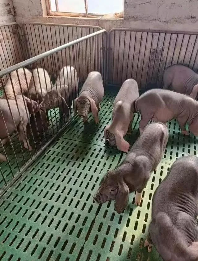 ϳԼֹ