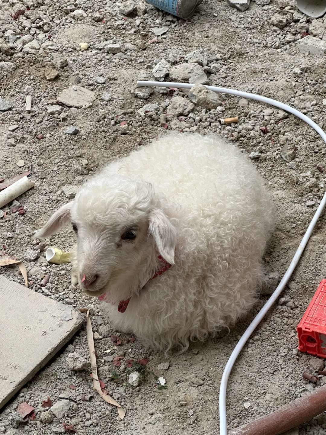 С˿ɰ?