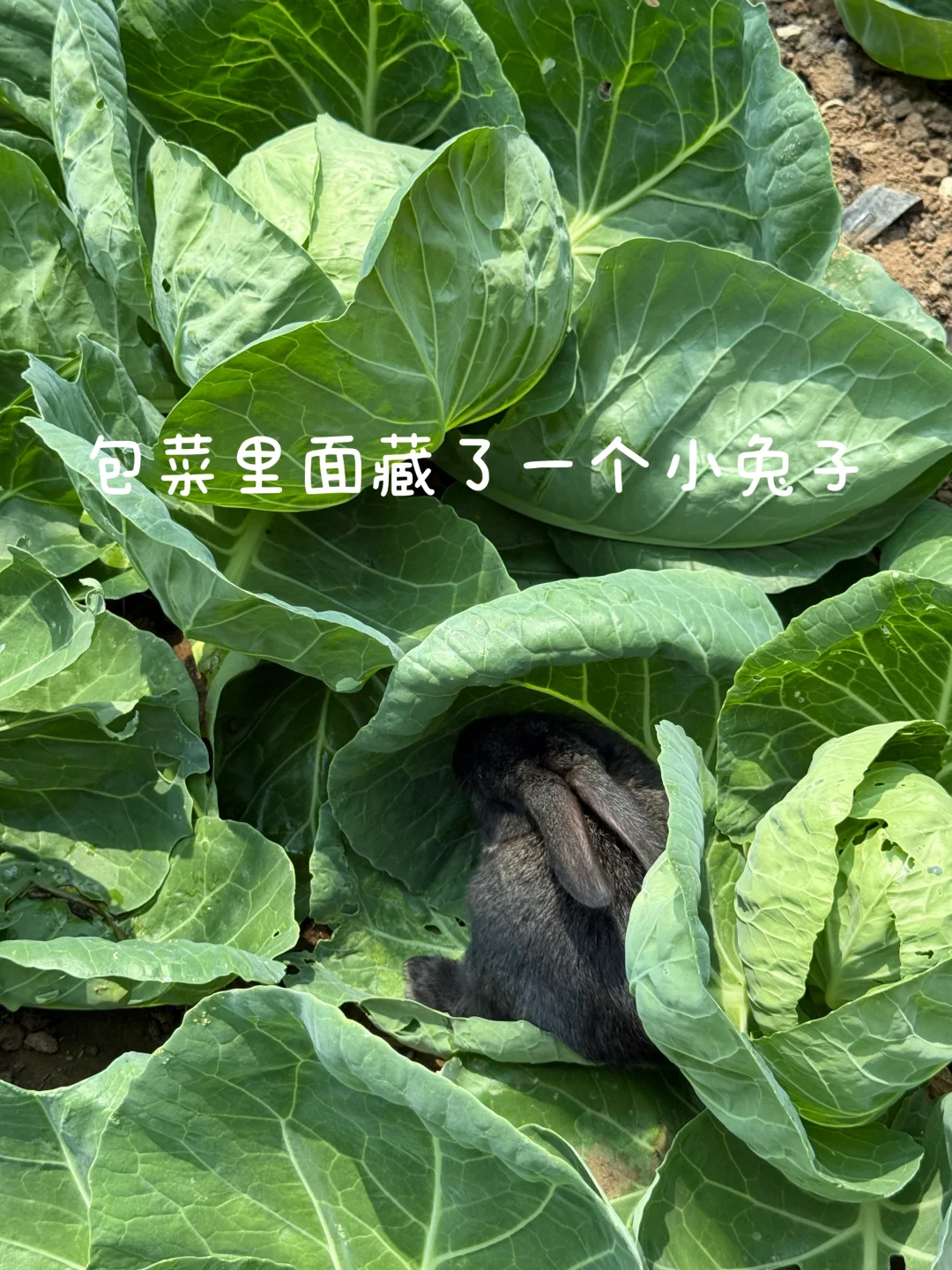 ʵQQũ