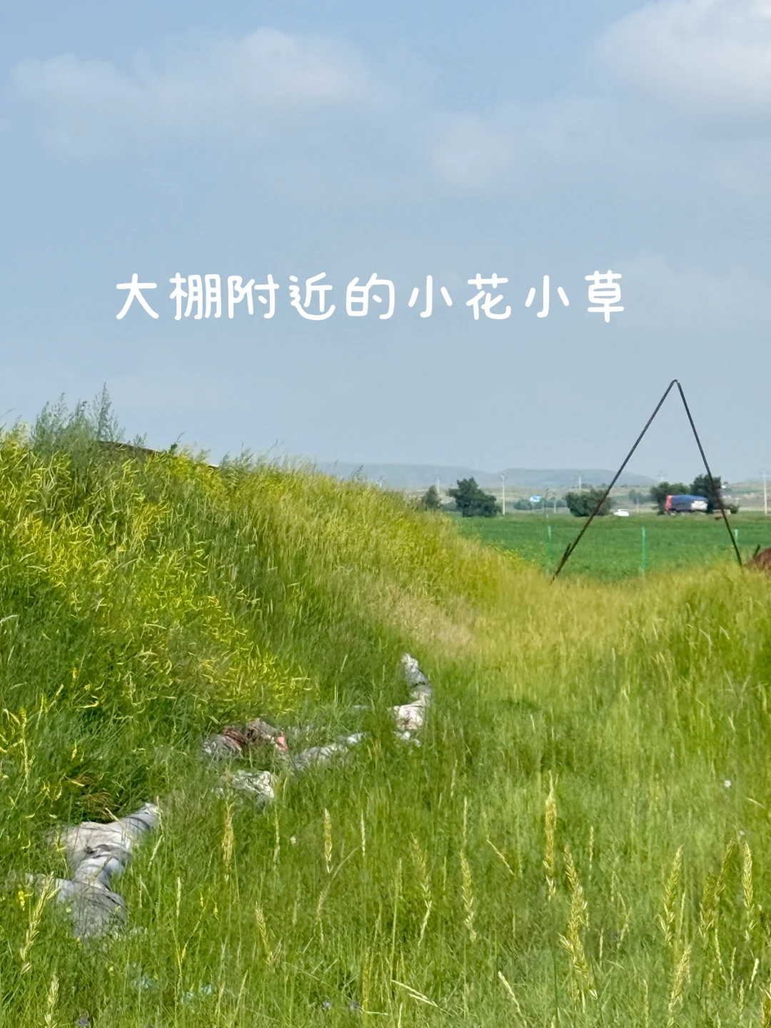 ʵQQũ