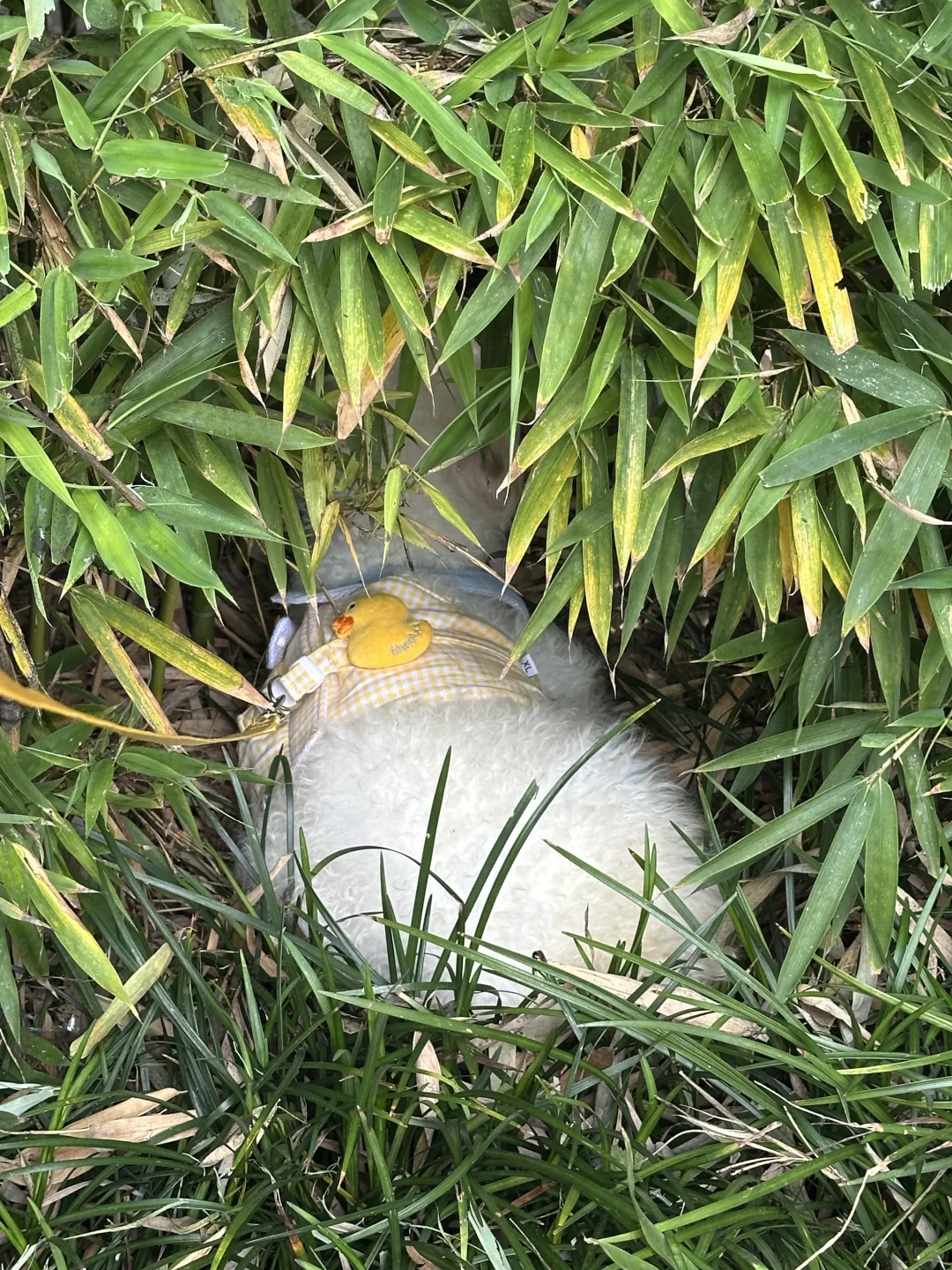 С˿ɰ?
