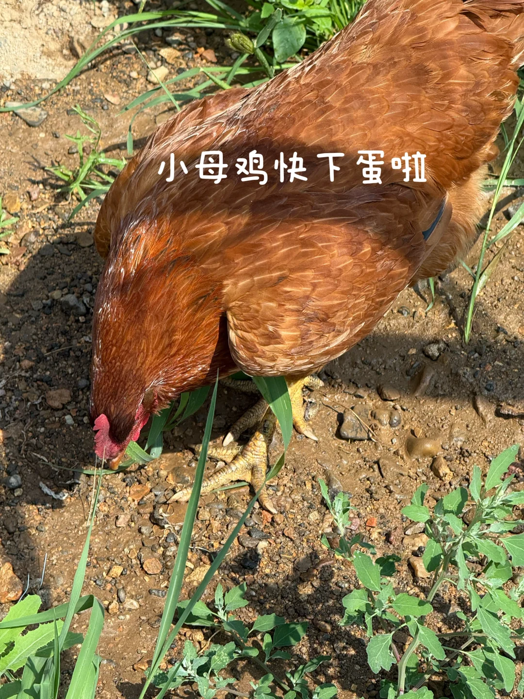 ʵQQũ