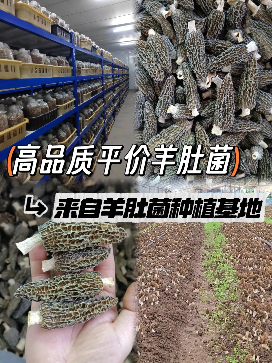 ˭׬ǾǮ?ֱ