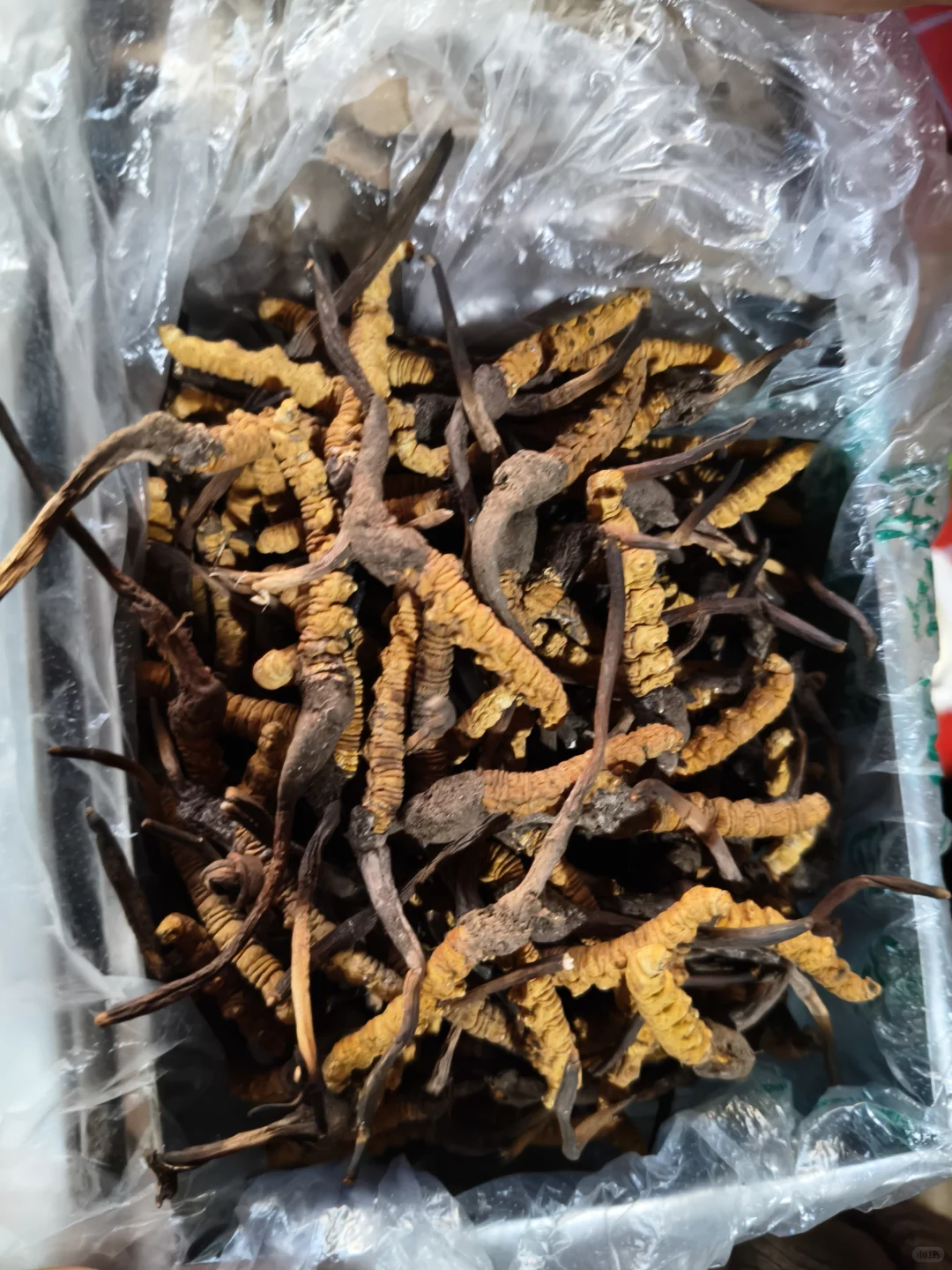 本地人自己挖的虫草
