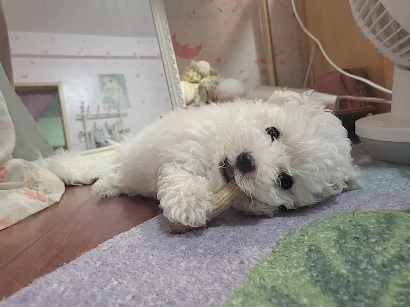 南昌小体比熊找新家两岁的女孩子??